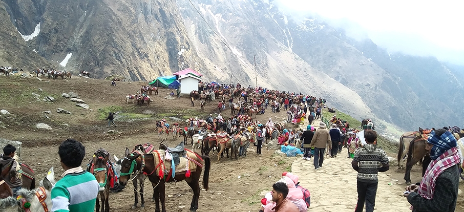चारधाम और आदि कैलाश यात्रा हेतु अश्ववंशीय पशुओं के लिए नई गाइडलाइन जारी